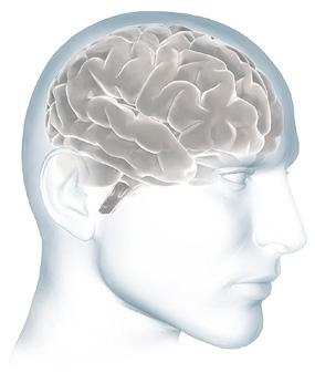 大腦皮層(Cortex):「思想縐紋」