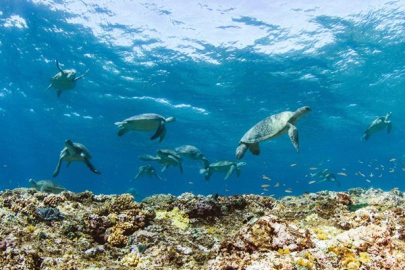 立體電影海龜闖天涯明上映