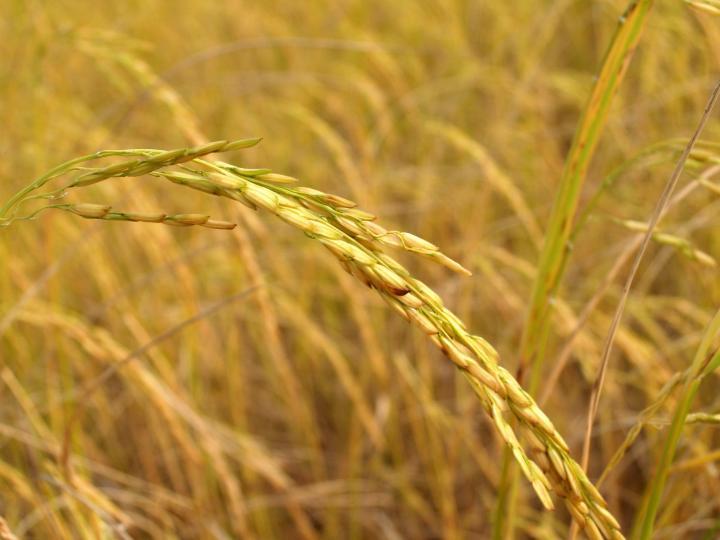 【健康焦點】美食婷:揀啱品種 水果可以當蔬菜 |  東方日報 【健康焦點】美食婷:揀啱品種 水果可以當蔬菜 |  東方日報