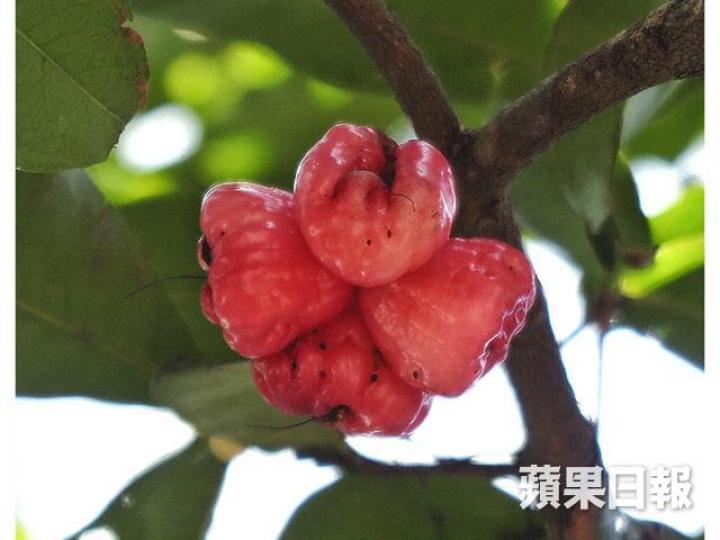 【野人周記】能吃到樹上熟的水果,是一種幸福3
