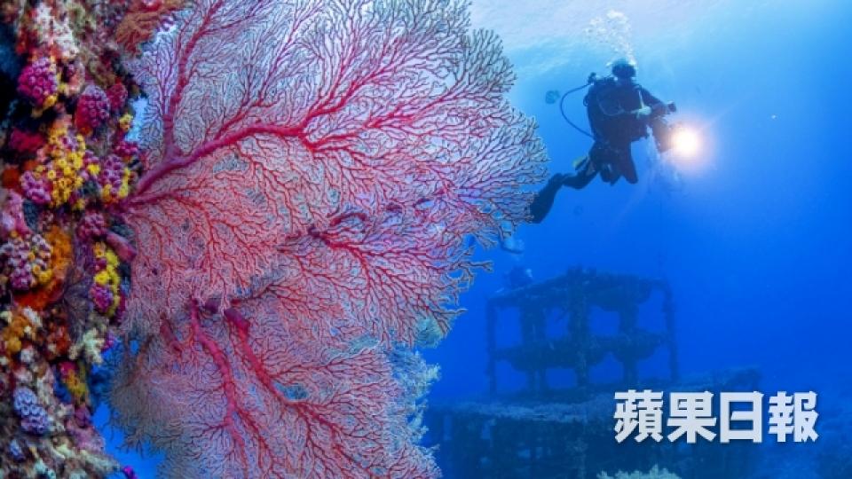 台灣最正潛水勝地 千歲珊瑚倒下變侵侵頭像4