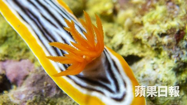 台灣點解流行岸潛? 夜潛撞正珊瑚產卵超浪漫2