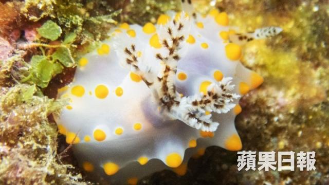 台灣點解流行岸潛? 夜潛撞正珊瑚產卵超浪漫3