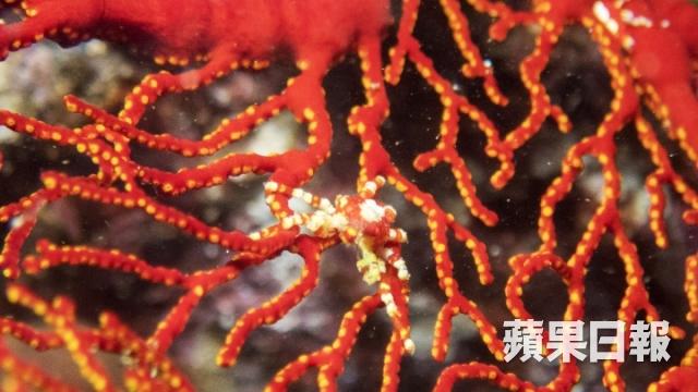 台灣點解流行岸潛? 夜潛撞正珊瑚產卵超浪漫5
