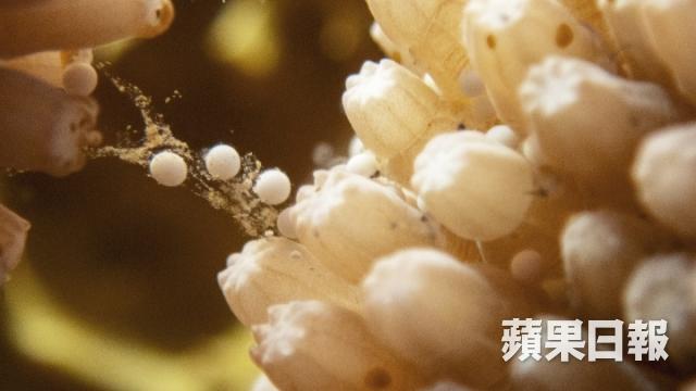 台灣點解流行岸潛? 夜潛撞正珊瑚產卵超浪漫7