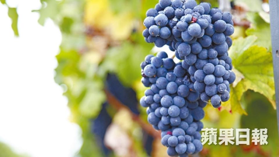 40度熱浪摧毀葡萄 紅酒大造白酒當災?2