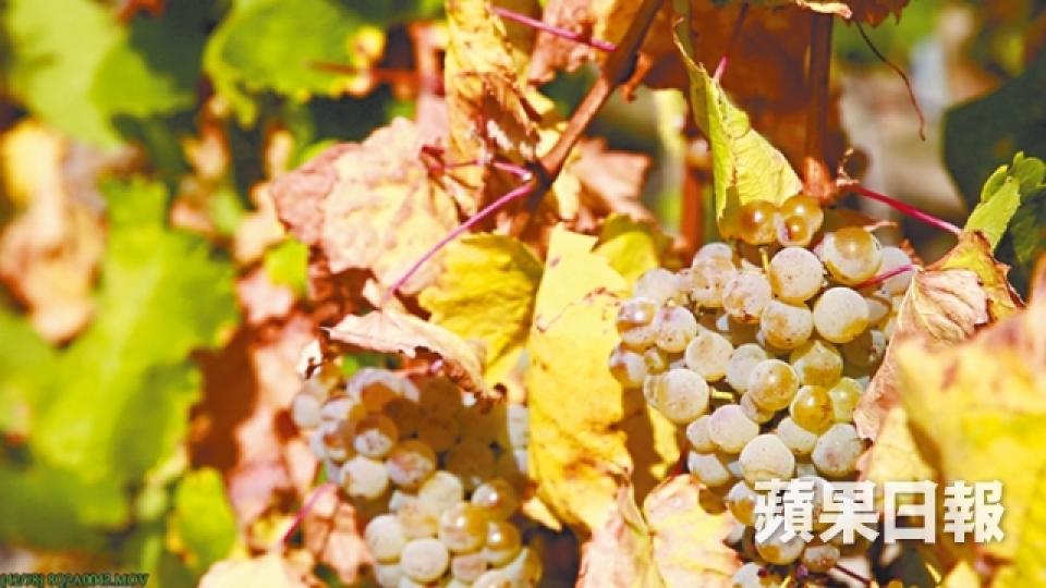 40度熱浪摧毀葡萄 紅酒大造白酒當災?3